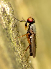 Heteromeringia nitida