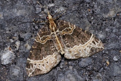 Ecliptopera umbrosaria