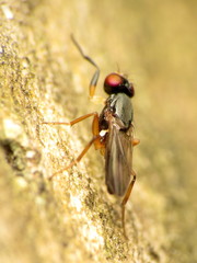 Heteromeringia nitida