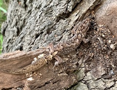 Christinus marmoratus