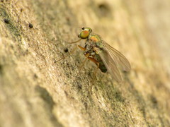 Diaphorinae