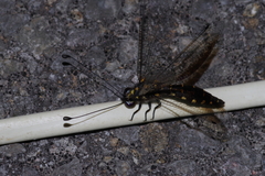 Suphalomitus okinavensis