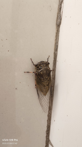 Eastern horse cicada