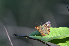 Dodona durga