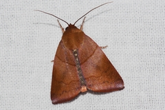 Xenochroa internifusca