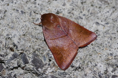 Xenochroa internifusca