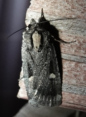 Abagrotis mirabilis