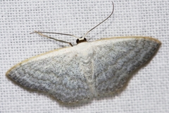 Scopula epiorrhoe