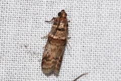 Acrobasis rubrizonella