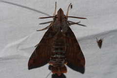 Macroglossum saga