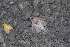 Polyphagozerra coffeae