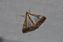 Agrioglypta eurytusalis