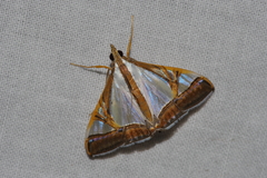 Agrioglypta eurytusalis