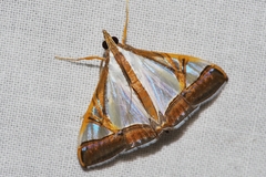 Agrioglypta eurytusalis