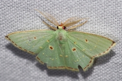 Comostola subtiliaria