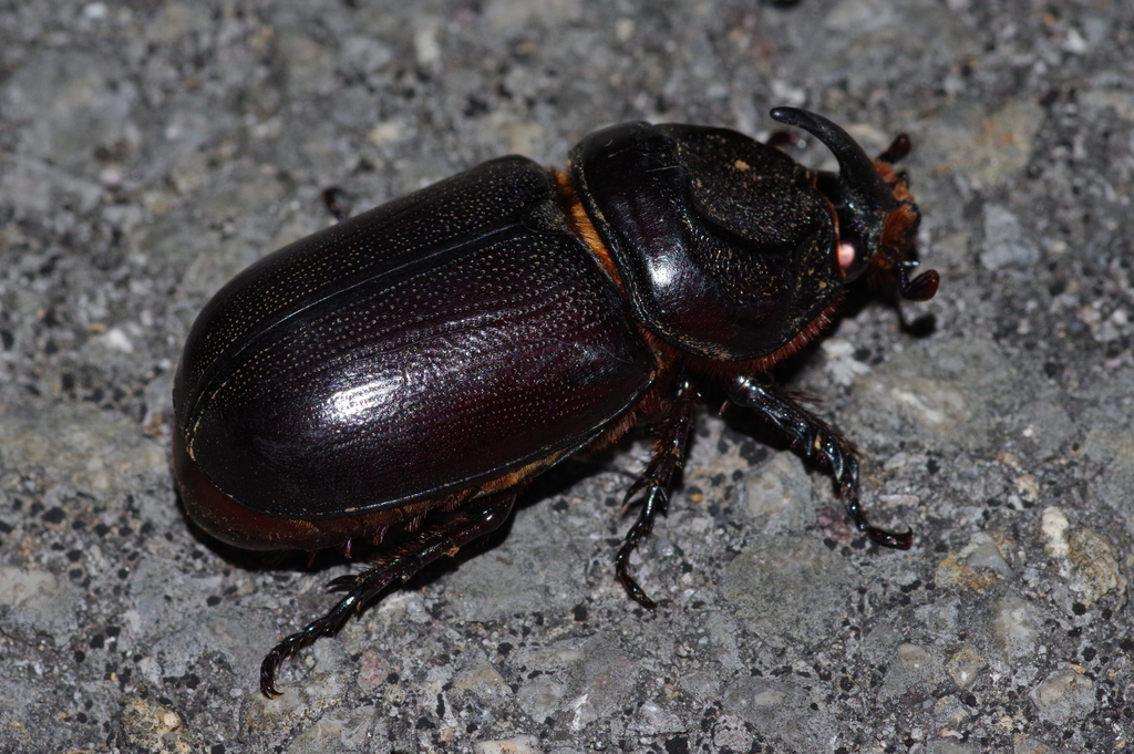 Coconut Rhinoceros Beetle in May 2019 by Takaaki Hattori · iNaturalist