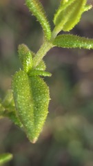 Prostanthera denticulata, photograph (c) Petra Holland, some rights reserved (CC BY)