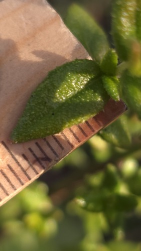 Prostanthera denticulata, photograph 3