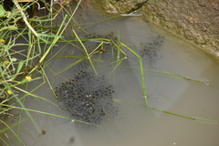 Lithobates montezumae