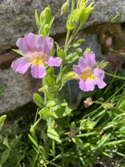 Erythranthe erubescens