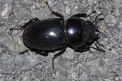 Serrognathus titanus sakishimanus