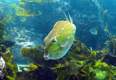 Anoplocapros inermis