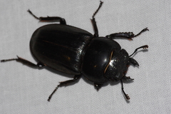 Serrognathus titanus sakishimanus