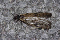 Neochauliodes nigris