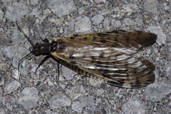 Neochauliodes nigris