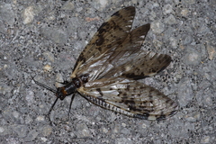 Neochauliodes nigris