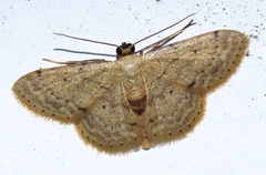 Idaea sakuraii