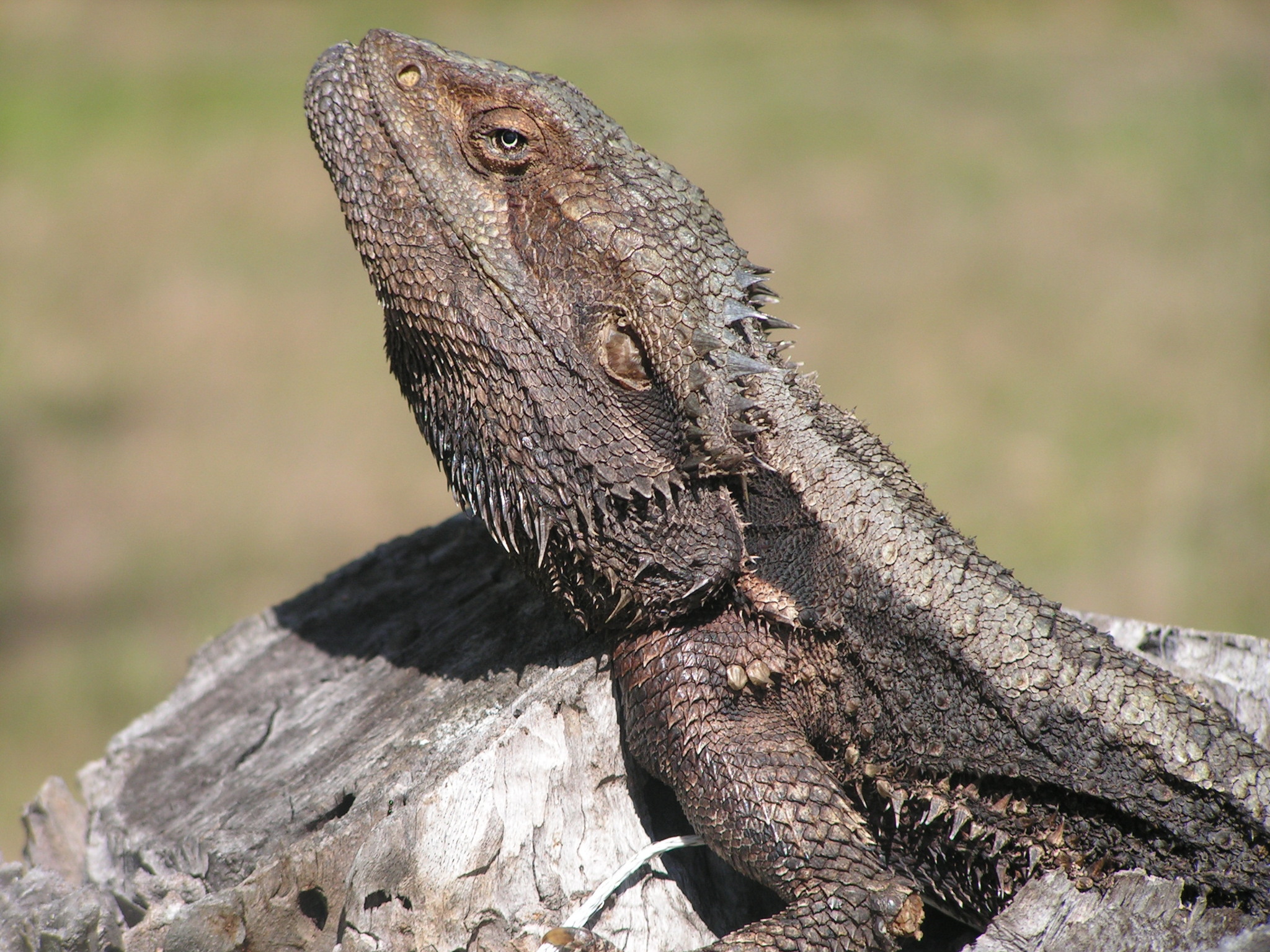 Eastern Bearded Dragon (Pogona barbata) · iNaturalist