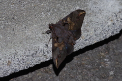 Ischyja ferrifracta