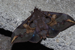 Ischyja ferrifracta