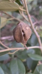 Lagunaria patersonia