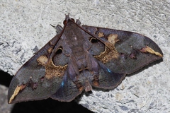 Ischyja ferrifracta