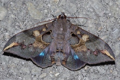 Ischyja ferrifracta