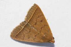 Simplicia discosticta