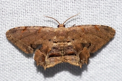 Dysaethria fulvihamata