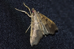 Ceratarcha umbrosa