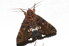 Ercheia dubia