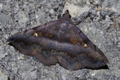 Hadennia mysalis