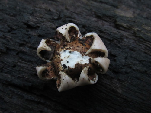 rounded earthstar