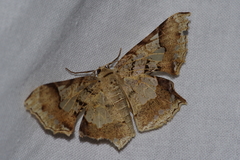 Krananda semihyalina