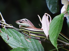 Dendrelaphis caudolineatus