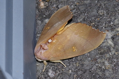 Euhampsonia cristata