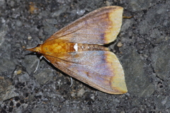 Lipararchis tranquillalis