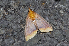 Lipararchis tranquillalis