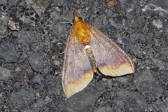 Lipararchis tranquillalis