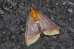 Lipararchis tranquillalis